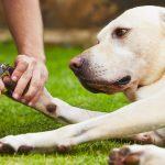 5 Best Nail Clippers for Large Dogs