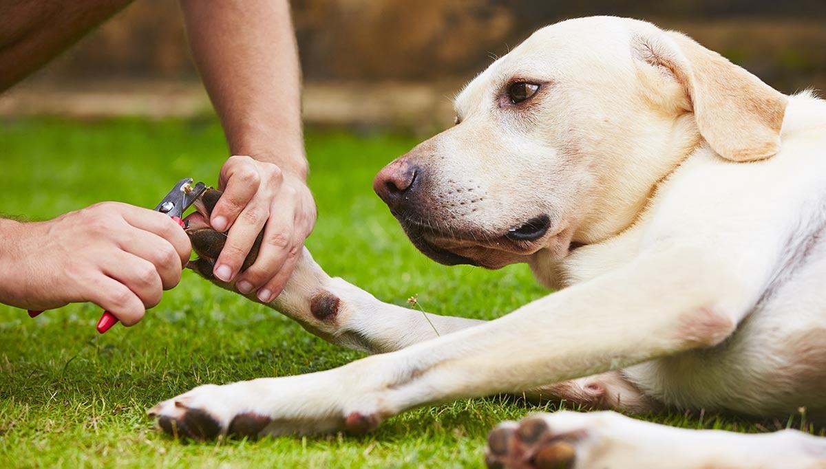 best nail trimmer for large dogs