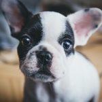 French Bulldog: How to Raise a Puppy