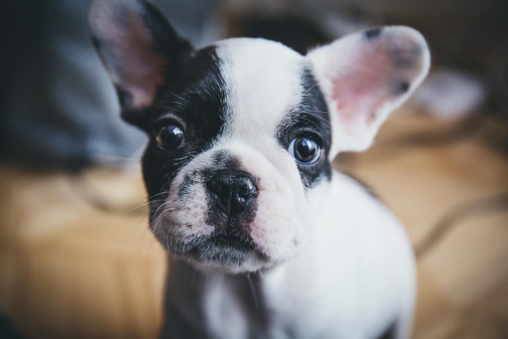 Raise a French Bulldog Puppy