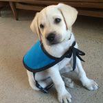 Best Dog Food for Diabetic Dogs