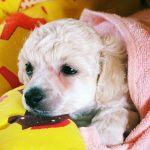 Best Dog Food for Gassy Dogs