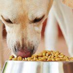 Best Dog Food for Arthritis [2021]