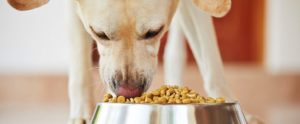best dog food for Arthritis