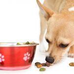 Best Dog Foods for Hypothyroidism