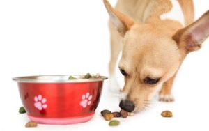 best dog food for Hypothyroidism