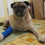Best Dog Food for Yeast Infections [2021]