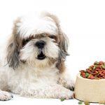 5 Best Dog Food for Shih Tzus