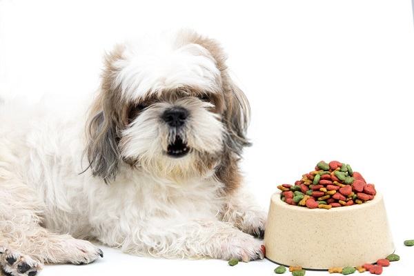 5 Best Dog Food for Shih Tzus