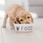 The 5 Best Dog Food for Autoimmune Disease