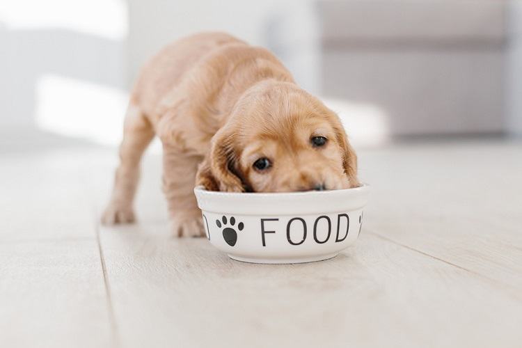 Best Dog Food for Autoimmune Disease