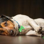 Best Dog Food for Firm Stools