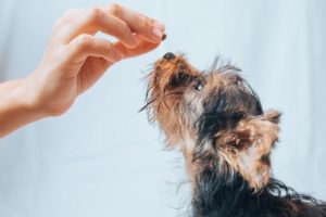 6 Best Dog Food for Liver Disease [2020 REVIEWS] - DFW Dog Quest