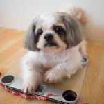 Best Dog Food for Weight Loss: Dealing with Overweight Issues