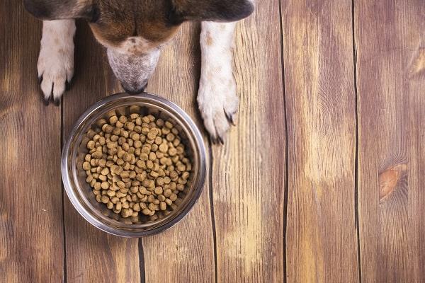 Find out the Best Dog Food for Bad Breath Today