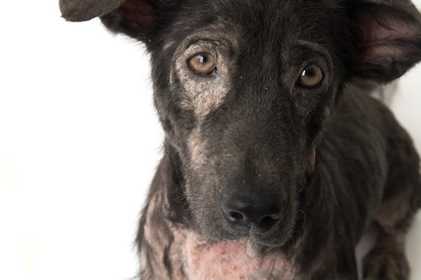 dog food for dry skin and shedding