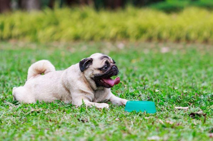 Best Dog Food For Pugs