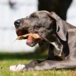 Best Dog Food for Great Danes | Top 5 Diets [2021]
