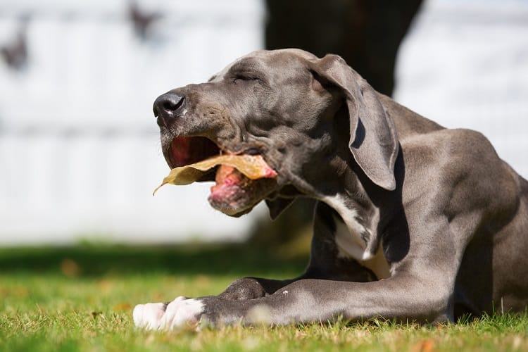 Best Dog Food for Great Dane