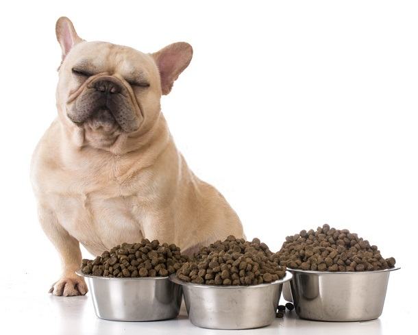 best dog food for fussy eaters uk