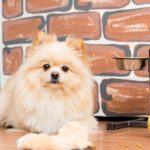 Best Dog Food for Pomeranians