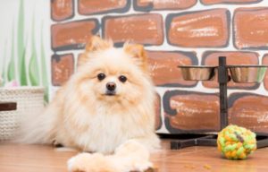 Best Dog Food for Pomeranians