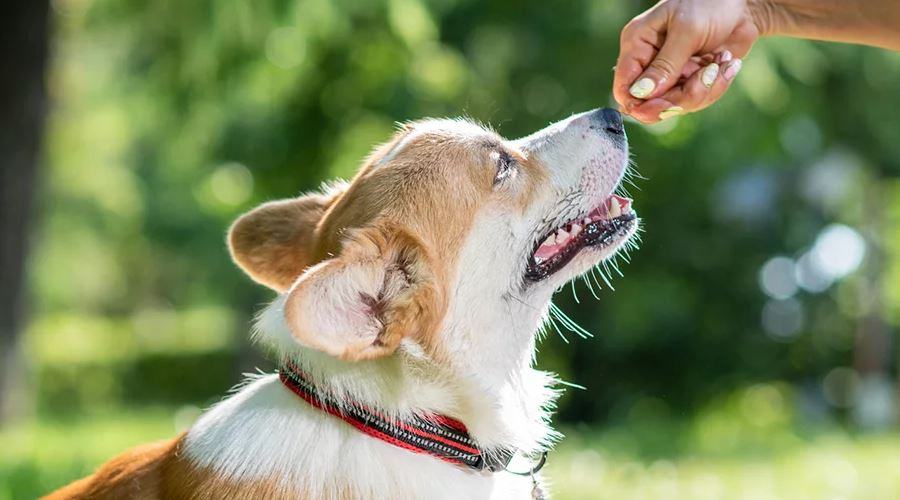 Best Dog Foods for Corgis