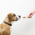 Best Food To Hide Dog Pills In