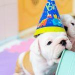 Best Food for American Bulldogs | Top 5 Diets [2021]