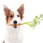 Best Organic Dog Food – The Healthiest Food to Feed Your Dog
