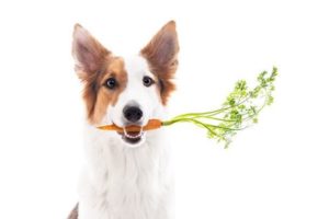 Best Organic Dog Food