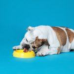 Best Freeze-Dried Dog Food: Our Top Picks [2021]