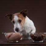 Best Raw Dog Food Diet: Is it Advisable to Switch?