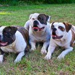 Best Dog Food for English Bulldogs