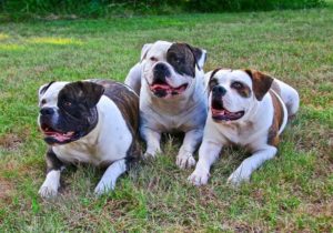 best dog food for english bulldogs