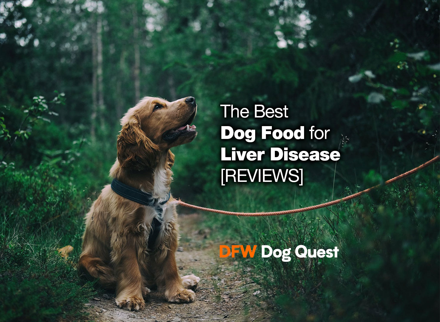 best dog food for liver disease