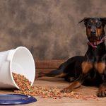 Best Dog Food For Dobermans