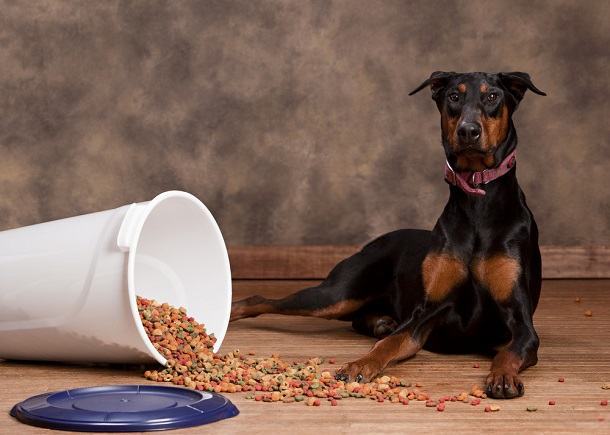 Best Dog Food For Dobermans