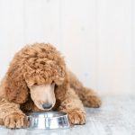 Best Dog Food For Poodles