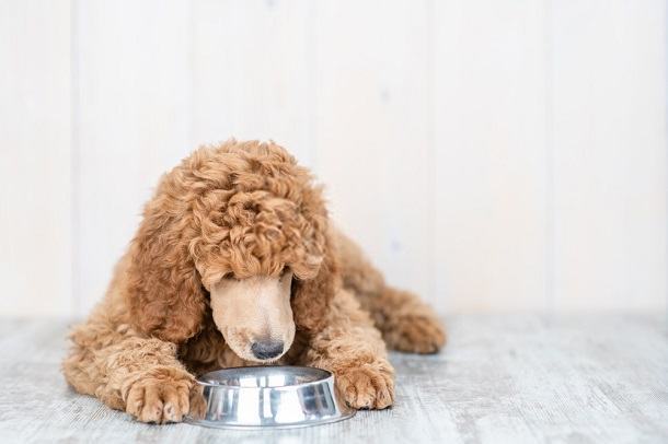 best dog food for poodles with allergies