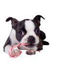 Best Dog Food for Boston Terriers