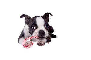 Best Dog Food for Boston Terriers
