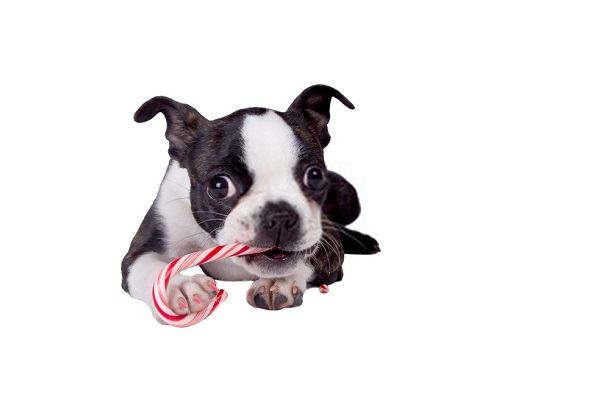 Best Dog Food for Boston Terriers