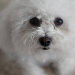 5 Best Dog Clippers for Bichon Frise