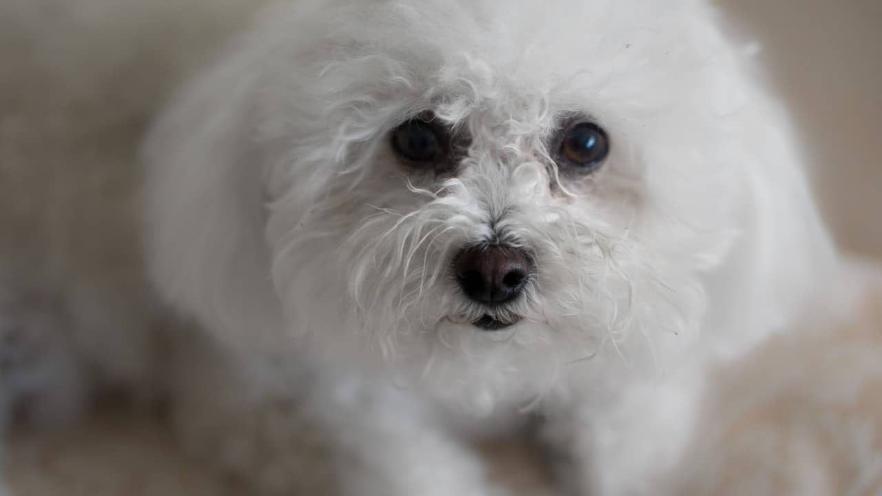 dog clippers for bichon frise