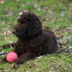 Best Dog Clippers For Labradoodles [2021]