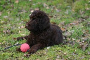best-clippers-for-labradoodle