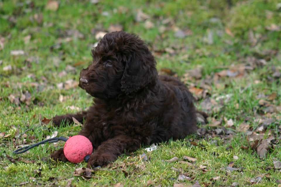 best dog clippers for labradoodles