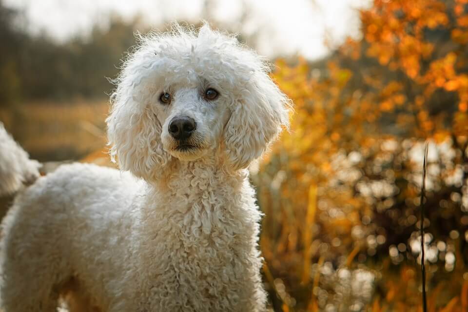 dog clippers for poodles