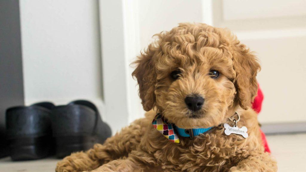 best dog hair clippers for goldendoodles